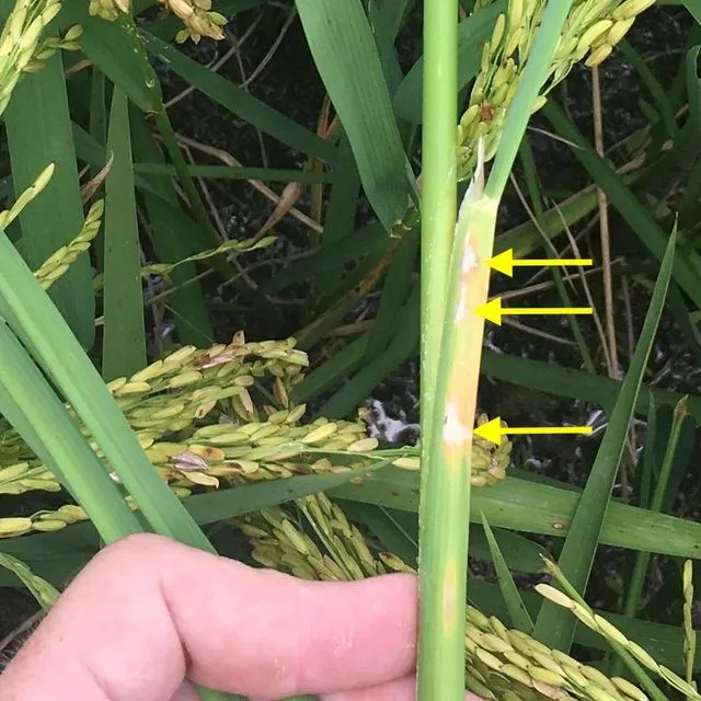 thumbnail for publication: Stem Borers (Lepidoptera: Crambidae) in Florida Rice